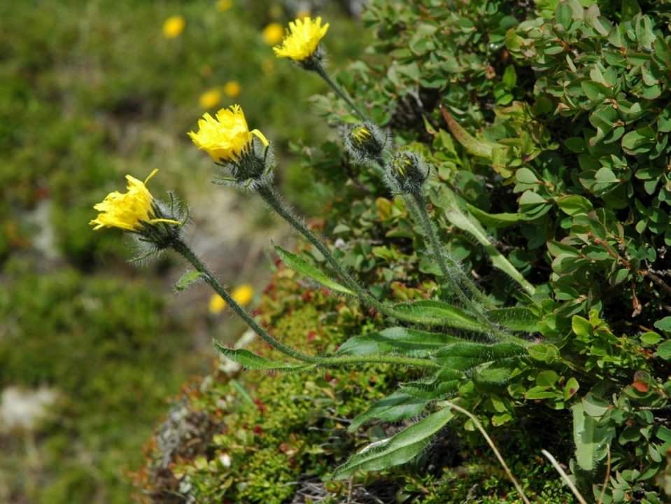 Hieracium alpinum / Sparviere alpino